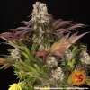 Detailed shot of Purple Punch x Lemon Drizzle strain's bud, highlighting its complex color palette and trichome density.
