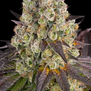 Flowering Purple Punch x Lemon Drizzle plant displaying robust growth and resinous buds.