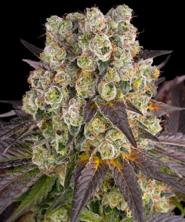 Flowering Purple Punch x Lemon Drizzle plant displaying robust growth and resinous buds.