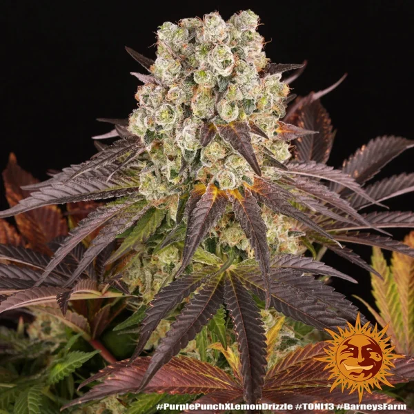 Close-up of Purple Punch x Lemon Drizzle bud, showcasing its frosty trichomes and vibrant coloration.