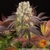 Purple Punch x Lemon Drizzle strain featuring dense buds with a mix of purple and green hues, accented by orange pistils.