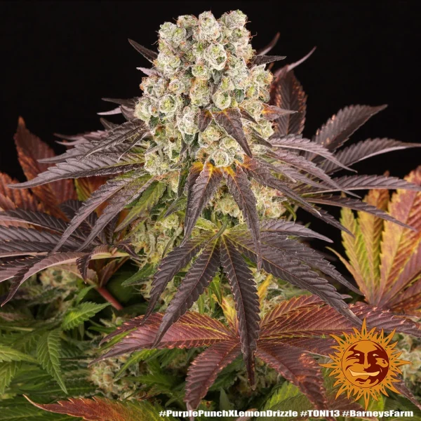 Purple Punch x Lemon Drizzle strain featuring dense buds with a mix of purple and green hues, accented by orange pistils.