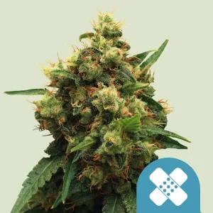 Painkiller XL CBD Strain displaying dense buds with a balanced blend of green and orange hues.