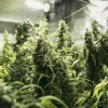 Close-up of the Painkiller XL CBD Strain in an indoor setup, with abundant foliage and thick buds.