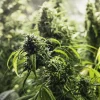 Painkiller XL CBD Strain bud formation under controlled grow lights, showcasing heavy resin production.