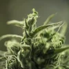 A zoomed-in view of the Painkiller XL CBD Strain trichomes, highlighting its rich cannabinoid content.
