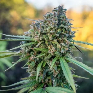 Close-up of Pamir Gold cannabis bud with dense trichomes and green leaves, set against a natural outdoor background