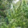 Large outdoor Pamir Gold cannabis plant with multiple budding sites and vibrant green foliage in a garden setting