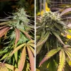 Side-by-side comparison of Pamir Gold cannabis buds, showing purple and green leaves with dense trichome coverage