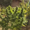 Group of Pamir Gold cannabis plants outdoors, featuring tall, dense buds and lush green leaves near a rustic building