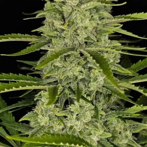 Close-up of a Papaya Cookies Auto cannabis plant with dense, frosty buds and vibrant green leaves, set against a black background.