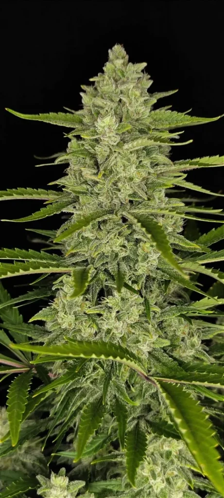 Papaya Cookies Auto