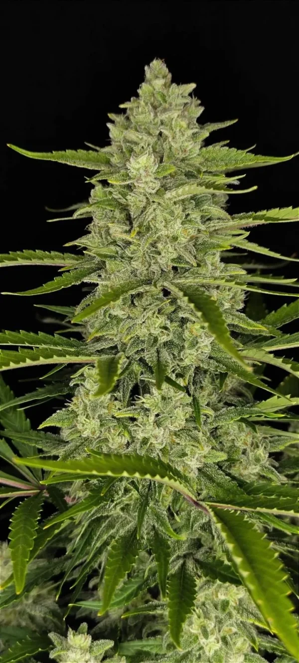 Close-up of a Papaya Cookies Auto cannabis plant with dense, frosty buds and vibrant green leaves, set against a black background.