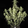 A healthy Papaya Cookies Auto cannabis plant with long, leafy branches and numerous dense buds stands proudly against a black background.
