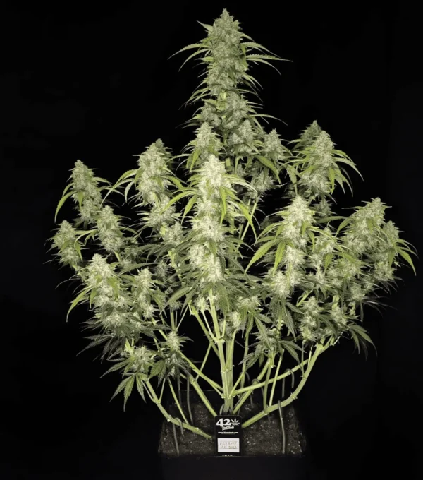 A healthy Papaya Cookies Auto cannabis plant with long, leafy branches and numerous dense buds stands proudly against a black background.