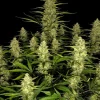 A cluster of mature Papaya Cookies Auto cannabis plants displays dense, green buds and elongated leaves against a black background. These Papaya Cookies Auto varieties boast a tall, bushy appearance with intricate details in their vibrant foliage.