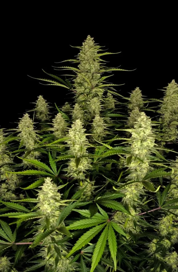 A cluster of mature Papaya Cookies Auto cannabis plants displays dense, green buds and elongated leaves against a black background. These Papaya Cookies Auto varieties boast a tall, bushy appearance with intricate details in their vibrant foliage.