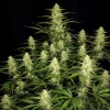 A lush green cannabis plant, Papaya Cookies Auto, boasts numerous dense, spiky buds covered in white, hair-like trichomes. It stands against a dark background, showcasing its vibrant leaves and intricate structure.