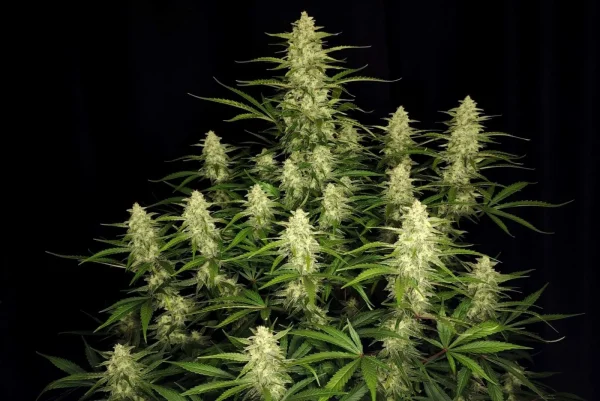 A lush green cannabis plant, Papaya Cookies Auto, boasts numerous dense, spiky buds covered in white, hair-like trichomes. It stands against a dark background, showcasing its vibrant leaves and intricate structure.