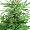 Papi Chulo OG strain with light green buds and abundant pistils.