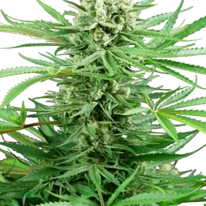 Papi Chulo OG strain with light green buds and abundant pistils.