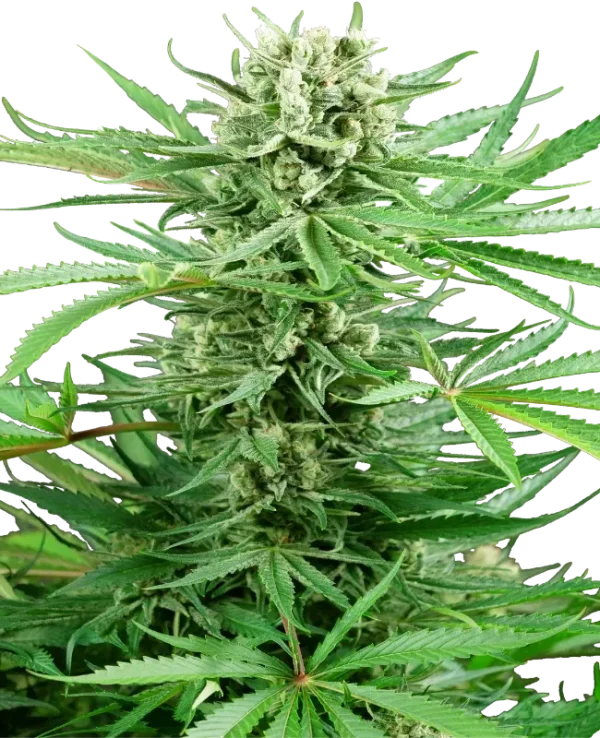 Papi Chulo OG strain with light green buds and abundant pistils.