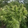 Side-by-side comparison of Passion #1 cannabis buds, showcasing purple and green leaves with dense buds in an outdoor setting