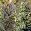 Close-up of Passion #1 cannabis branch with compact buds and green leaves, set against a natural background
