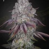 Persian Pie Strain with striking buds covered in frosty trichomes, glowing under studio light.