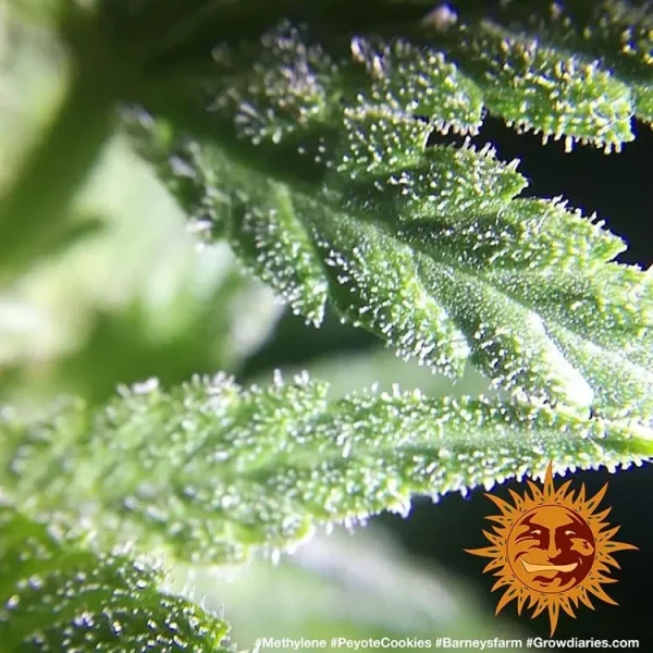 Close-up of Peyote Cookies Strain leaves covered in trichomes, showcasing a rich layer of resin and vivid green hues.