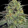Peyote Cookies Strain bud with dense, resinous calyxes and orange pistils on a dark background.
