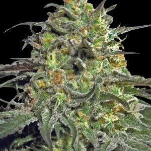 Peyote Cookies Strain bud with dense, resinous calyxes and orange pistils on a dark background.