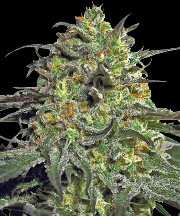 Peyote Cookies Strain bud with dense, resinous calyxes and orange pistils on a dark background.