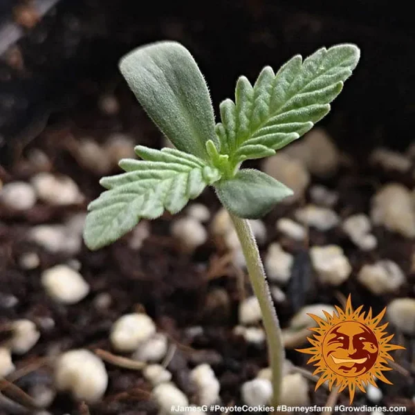 Peyote Cooklies strain sprout thriving in nutrient-rich soil, ready for the vegetative stage.