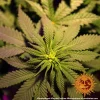 Close-up of the Peyote Cookies strain plant, showcasing lush green leaves and early flower development.