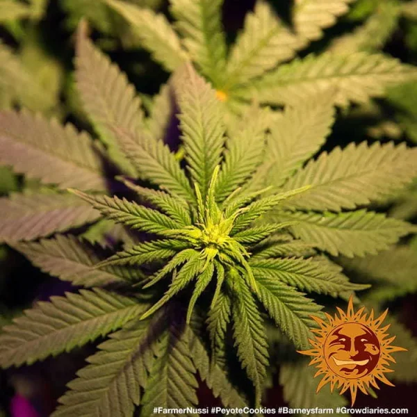 Close-up of the Peyote Cookies strain plant, showcasing lush green leaves and early flower development.