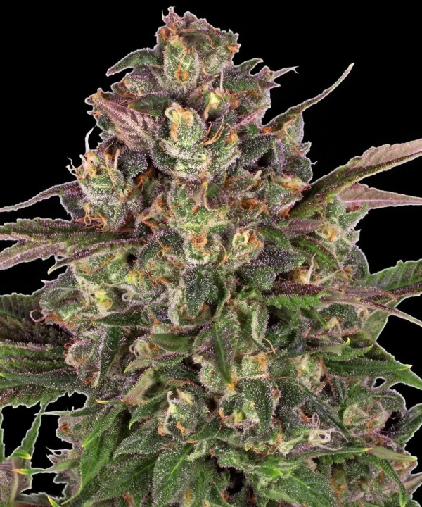 Close-up of dense Peyote Critical Strain buds coated in glistening trichomes.