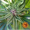 Peyote Critical Strain plant showcasing resinous buds and purple hues.