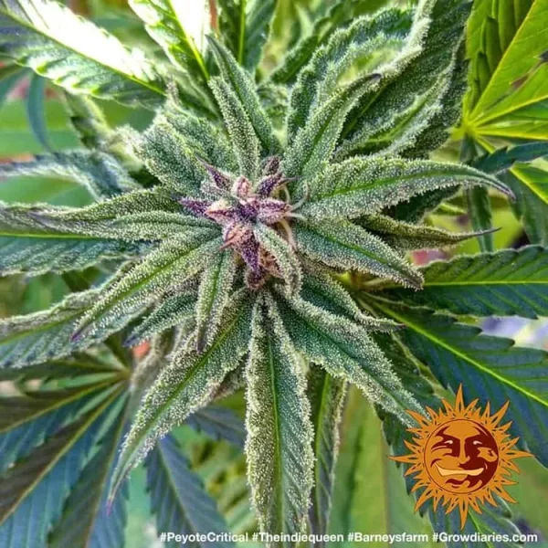 Peyote Critical Strain plant showcasing resinous buds and purple hues.