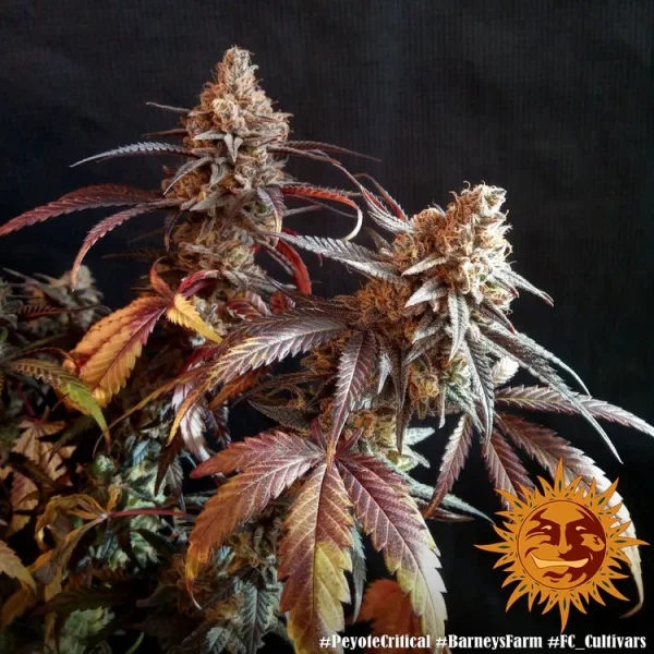 Mature Peyote Critical Strain plant with vibrant and deep-colored leaves.
