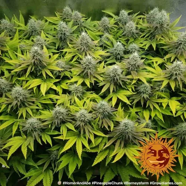 Detailed view of Pineapple Chunk strain, emphasizing its thick layer of trichomes and bright pistils.