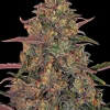 Mature Pineapple Chunk plant showcasing abundant resin production and healthy foliage.