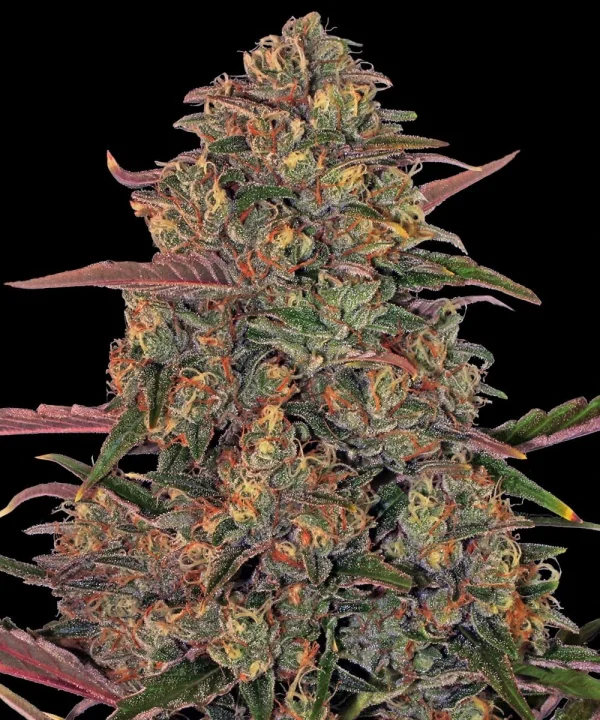 Mature Pineapple Chunk plant showcasing abundant resin production and healthy foliage.