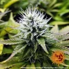 Close-up of Pineapple Chunk bud highlighting its frosty trichomes and compact structure.