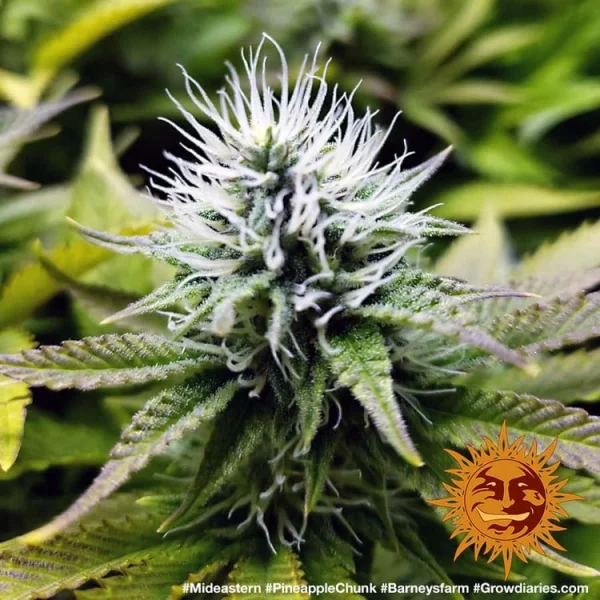 Close-up of Pineapple Chunk bud highlighting its frosty trichomes and compact structure.