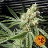 Pineapple Chunk strain displaying dense, resin-coated buds with vibrant green hues and orange pistils.