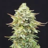 Pineapple Dream Strain bud, bright green with orange pistils and thick trichomes.