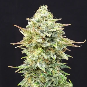 Pineapple Dream Strain bud, bright green with orange pistils and thick trichomes.