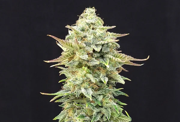 Pineapple Dream Strain bud, bright green with orange pistils and thick trichomes.