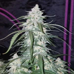 Dense Pineapple Express Auto bud with frosty trichomes and bright green leaves, standing tall against a dark grow tent background.